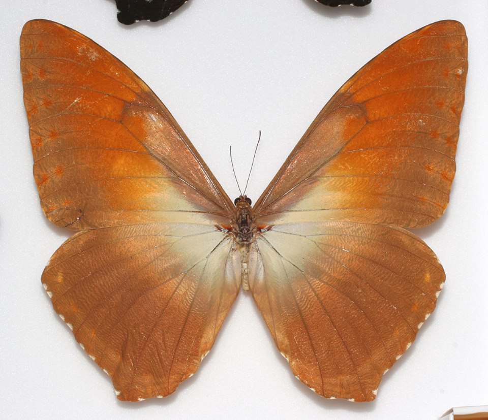 Morpho hecuba (aberration) (Internet Image property of respective owner, non-commercial use only)